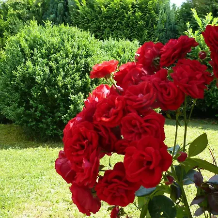 Wald Und Wiese Kreuztal