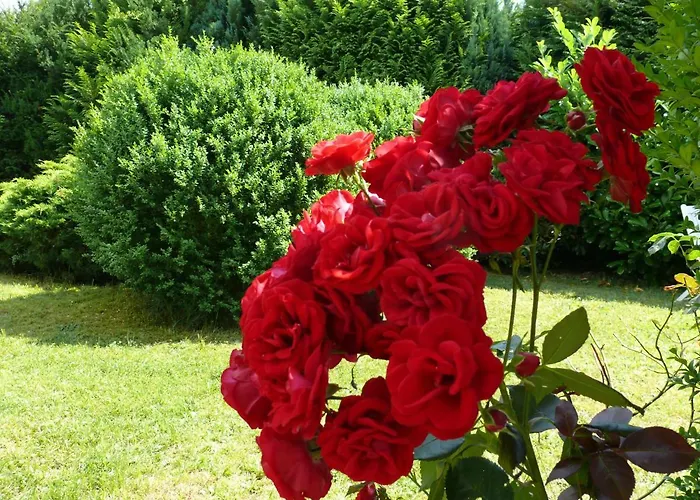 Wald Und Wiese Kreuztal